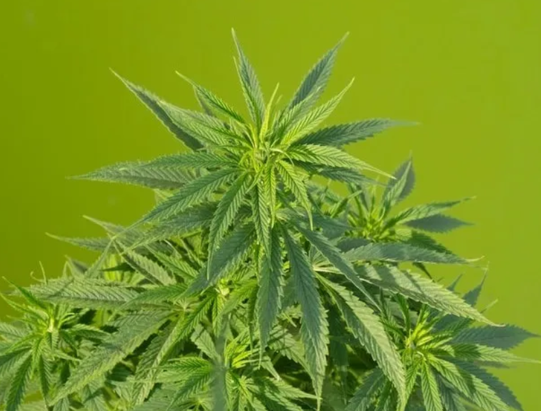 hampa cbd hhc vape hhco thc buds